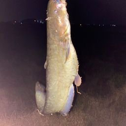 ナマズ