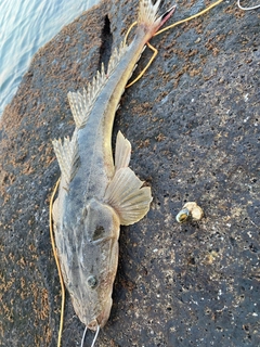 マゴチの釣果