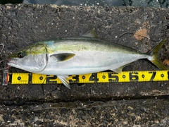 ブリの釣果
