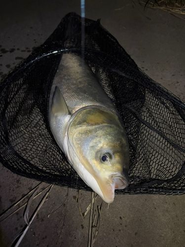ハクレンの釣果