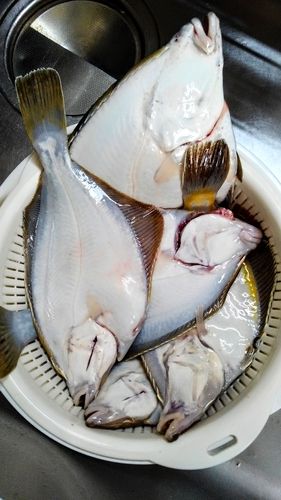 カレイの釣果