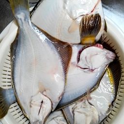 カレイ