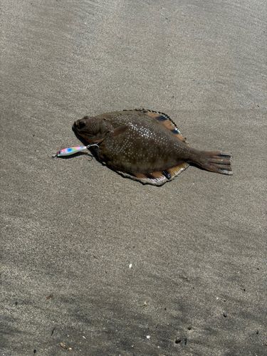 ヌマガレイ