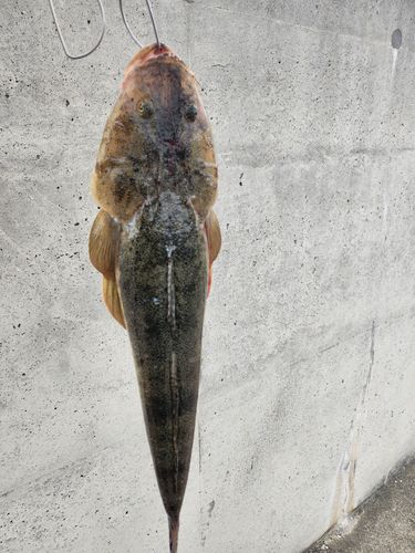マゴチの釣果