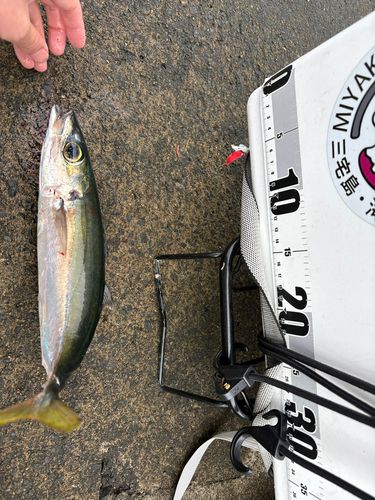 ムロアジの釣果