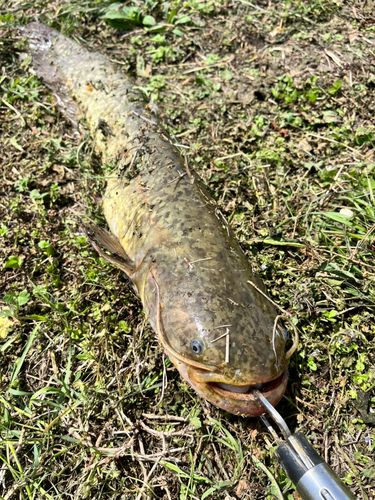 ナマズの釣果