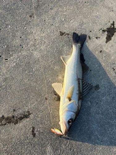 セイゴ（マルスズキ）の釣果