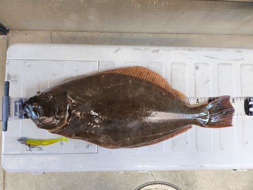 ヒラメの釣果