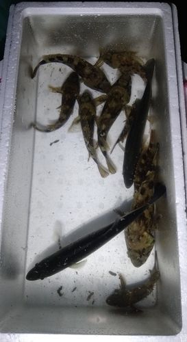 ムラソイの釣果