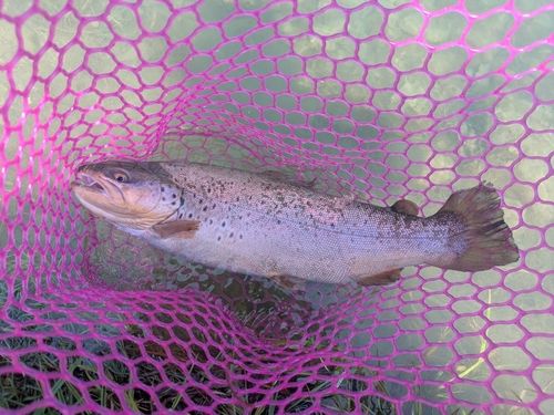 ブラウントラウトの釣果