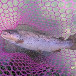 ブラウントラウト