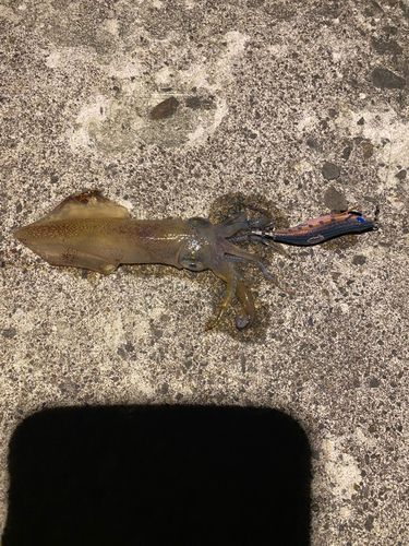 イカの釣果