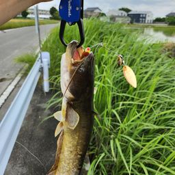 ナマズ