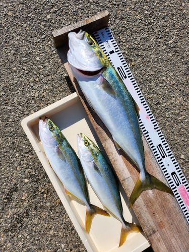 ナマズの釣果