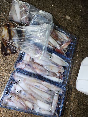 ケンサキイカの釣果