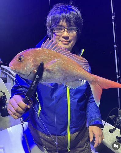 ゴマサバの釣果