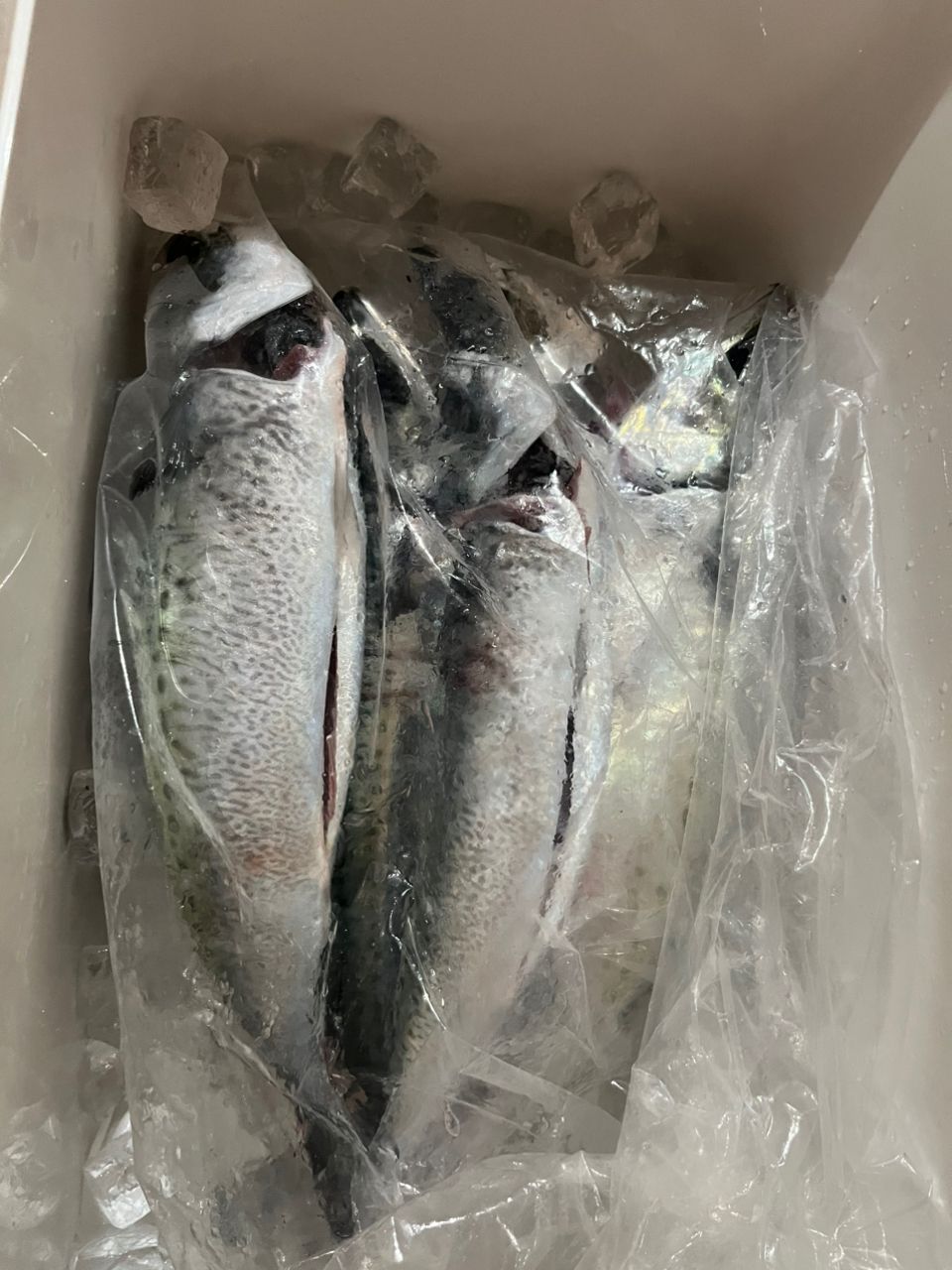 みっちー３５８さんの釣果 3枚目の画像