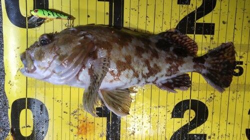 カサゴの釣果