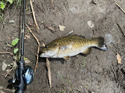スモールマウスバスの釣果