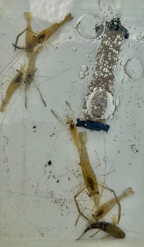 テナガエビの釣果