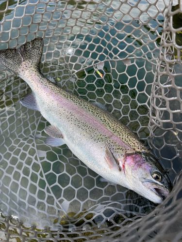ニジマスの釣果