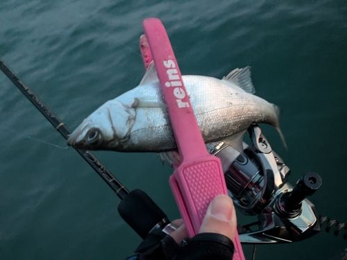 セイゴ（ヒラスズキ）の釣果