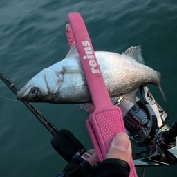 セイゴ（ヒラスズキ）