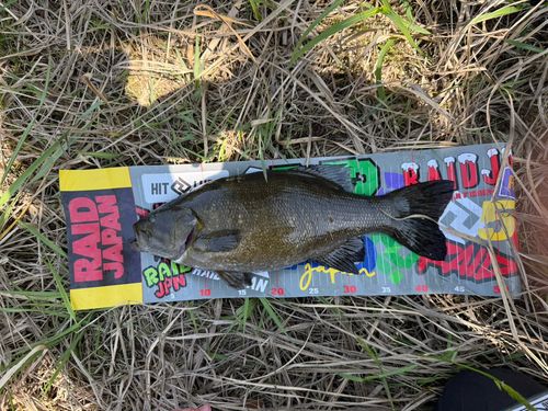 スモールマウスバスの釣果