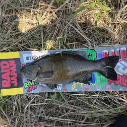 スモールマウスバス