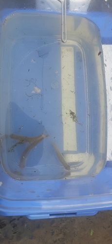 タイリクバラタナゴの釣果