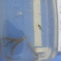 タイリクバラタナゴ