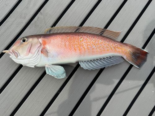 シロアマダイの釣果