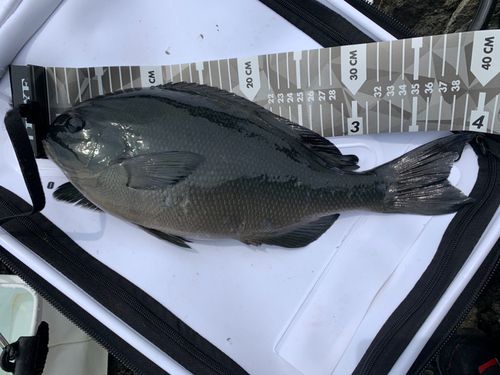 クロメジナの釣果