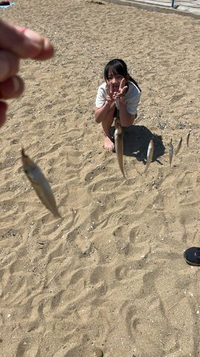 キスの釣果