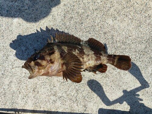 ムラソイの釣果