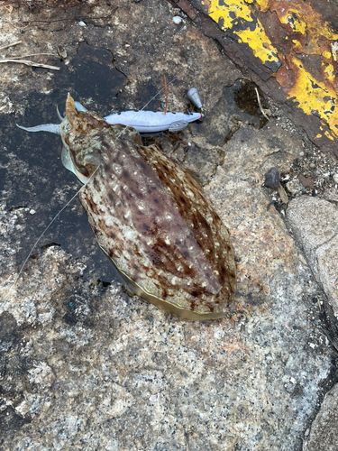コウイカの釣果