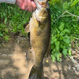 スモールマウスバス