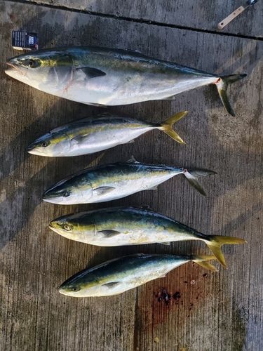 ブリの釣果
