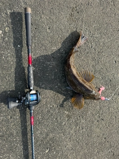 アイナメの釣果