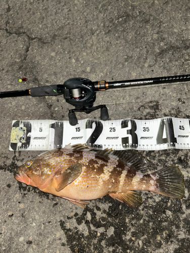 アコウの釣果