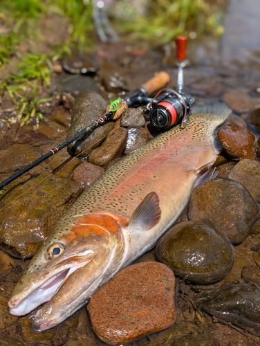 ニジマスの釣果