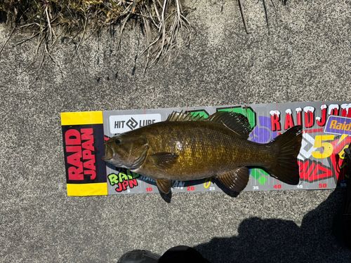 スモールマウスバスの釣果