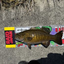 スモールマウスバス