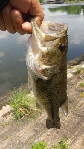 ラージマウスバスの釣果