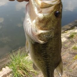 ラージマウスバス