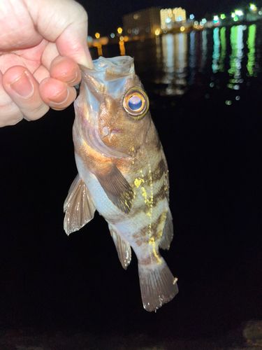 メバルの釣果