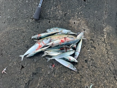 サバの釣果