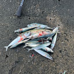 サバ