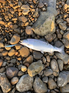 サクラマスの釣果