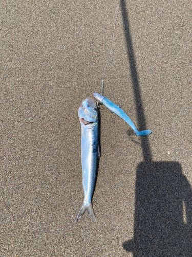 イワシの釣果